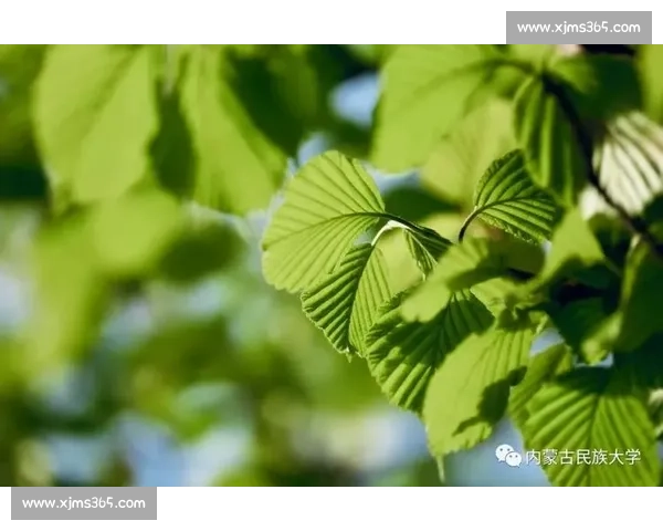 谁是最佳绿叶那些被低估的助攻高手，让人心疼